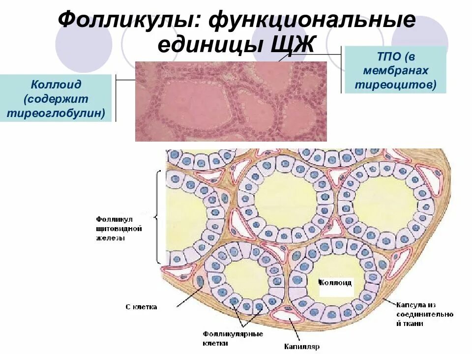 Тироксин тироцит фолликул. Фолликулярные клетки щитовидной железы. коллоид фолликулов щитовидной. строение фолликула щитовидной железы. функциональная единица щитовидной железы.