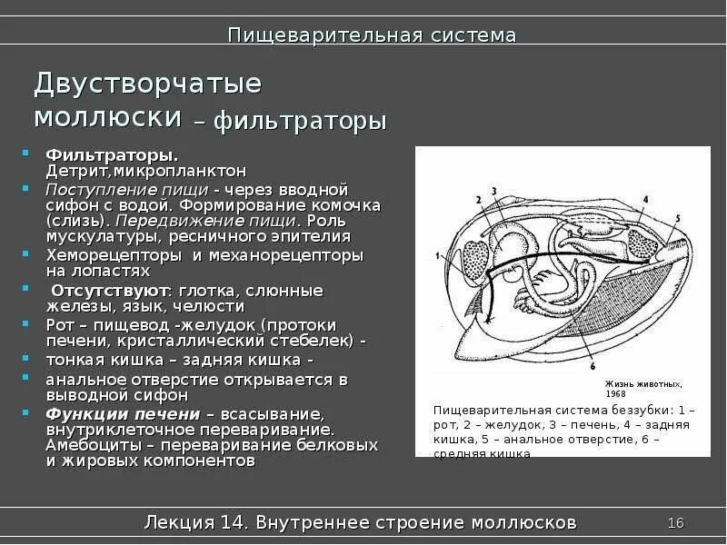 Пищеварит система двустворчатых моллюсков. Моллюски особенности пищеварения. Строение пищеварительной системы брюхоногих моллюсков. Строение пищеварительной системы моллюсков. Пищеварительная система виноградной улитки.