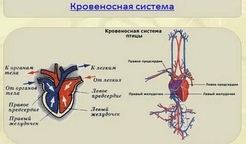 Строение кровеносной системы у птиц и млекопитающих