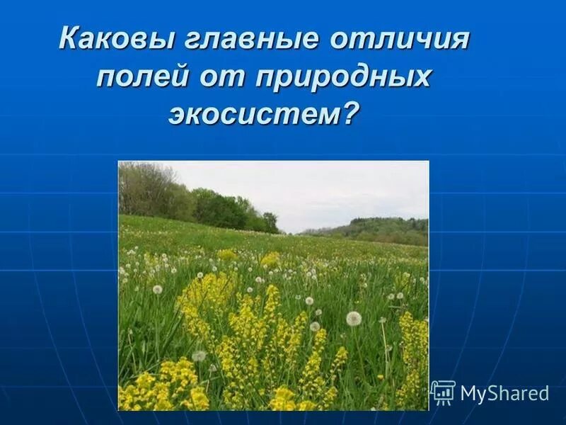 Растения экосистемы поля. Поле и его обитатели 2 класс. Чем отличается поле. Чем отличается поле. Луг и поле в чем разница.