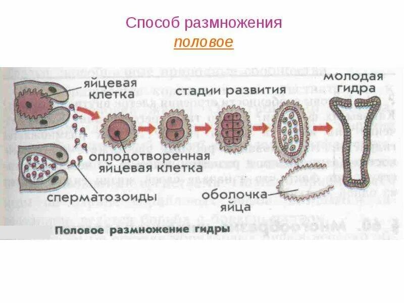 Как происходит без половое размножение. Схема размножения человека. половое размножение. человеческое половое размножение. способы полового размножения.