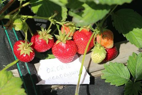 Берегиня клубника описание сорта фото отзывы садоводов