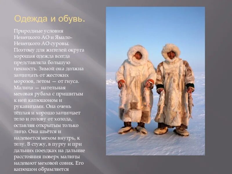 Основное занятие ненцев. Ненцы описание. Ненцы описание. Ненцы описание. Сообщение о народе ненцы.