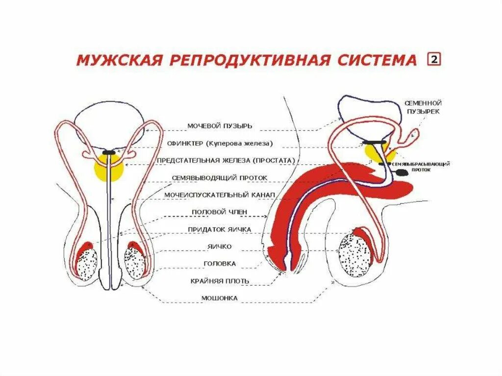 Есть ли у мужчин месячные