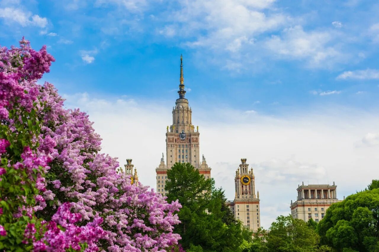 Мгу весной. Сирень Московский университет. Москва сирень МГУ. Парк сирени МГУ. Аллея МГУ сирень.