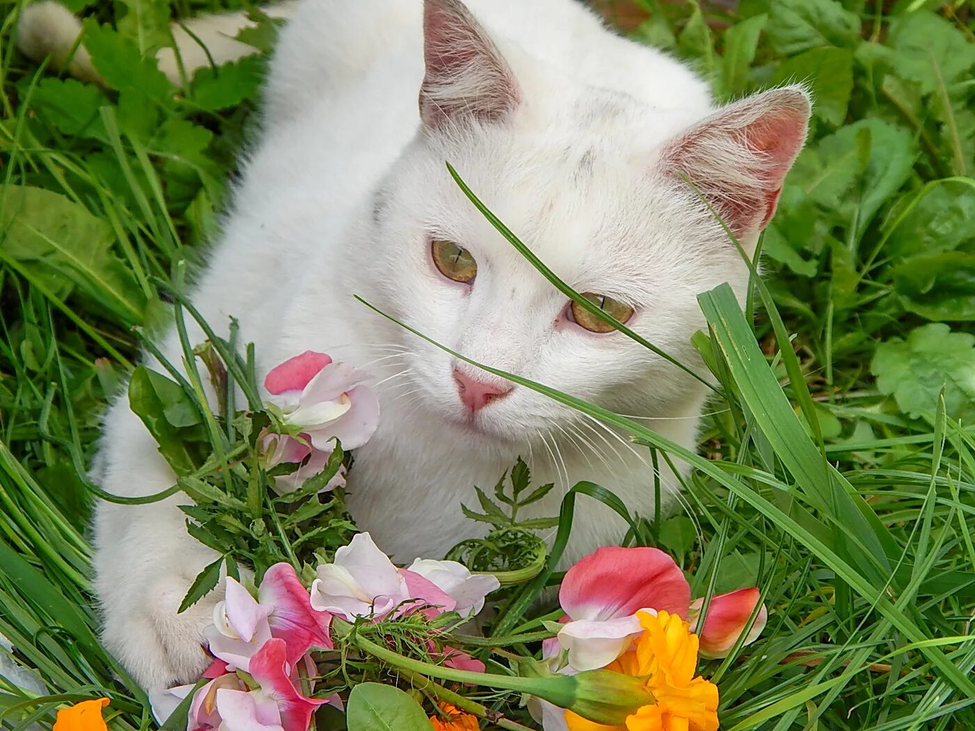 Обои на телефон белый кот. Красивые котята. Обои на телефон белый кот. Белый котенок. Обои на рабочий стол белая кошка.