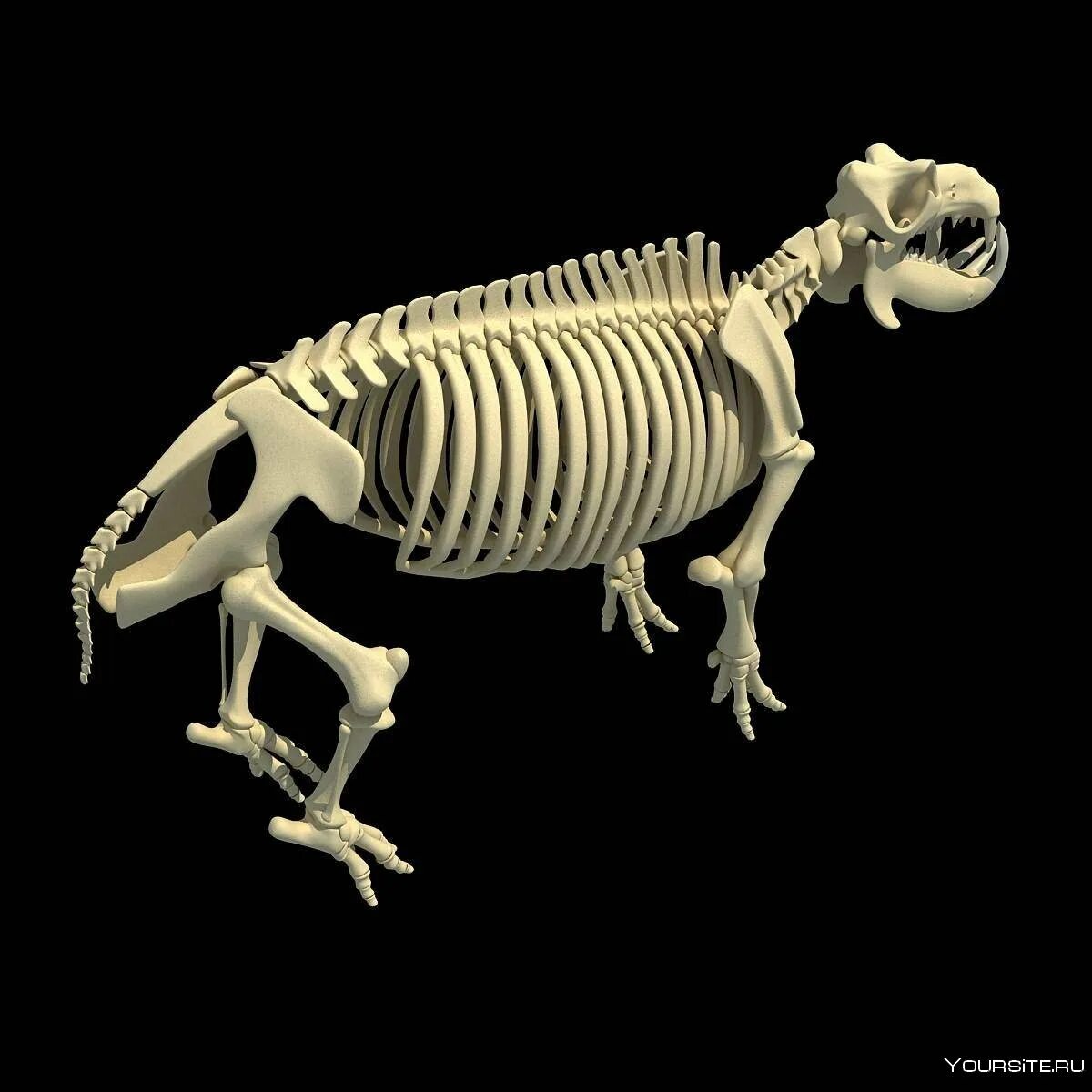 Типы скелетов животных. Скелет тапира анатомия. скелет коровы 3d модель. скелеты зверей. скелеты современных животных.