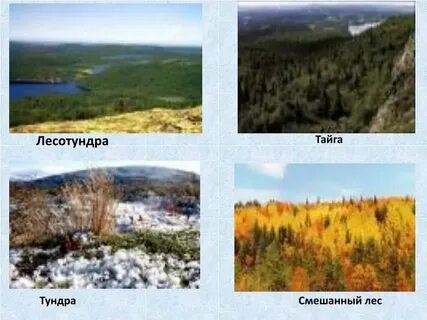 А тундра б смешанные леса