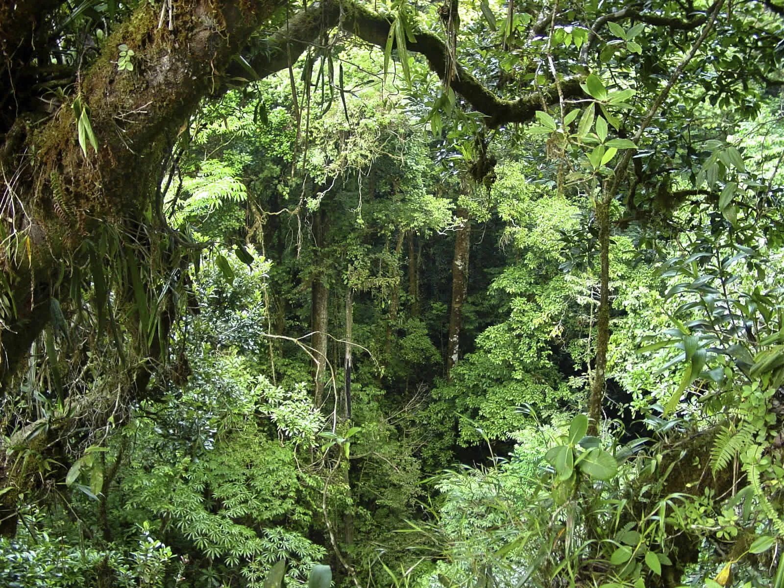 Люди живущие в экваториальном климате имеют уплощенный. Дождевые леса Африки. Тропический лес верхний ярус. Вечнозеленые тропические дождевые леса. Нижний ярус тропического леса.
