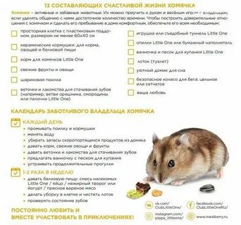 Сколько раз кормить джунгарика