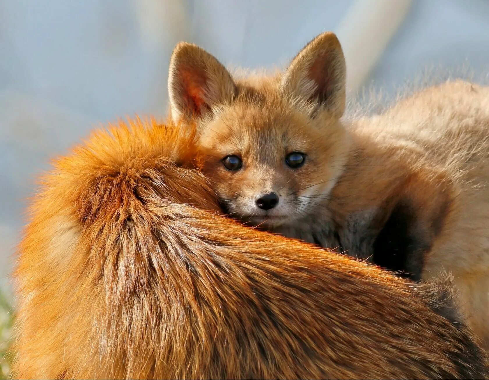 Маленький рыжий лосенок. Лисенок. Лисен. Лиса выглядывает. Лисята играются.