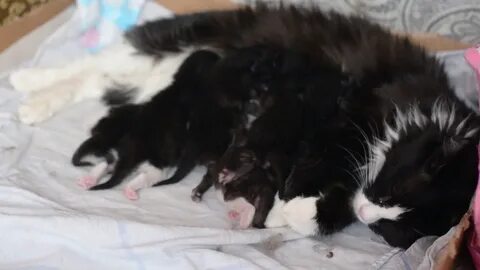 Сон кошка кормит котят