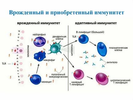 Иммунные аспекты