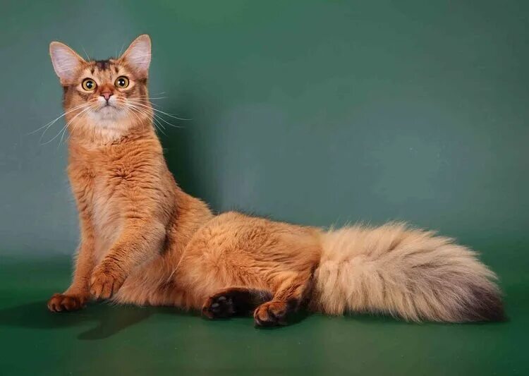 Кот сомалийский длинношерстный. Сомалийская кошка. Кот похожий на лису. Кошка похожая на лису. Сомалийская порода кошек.