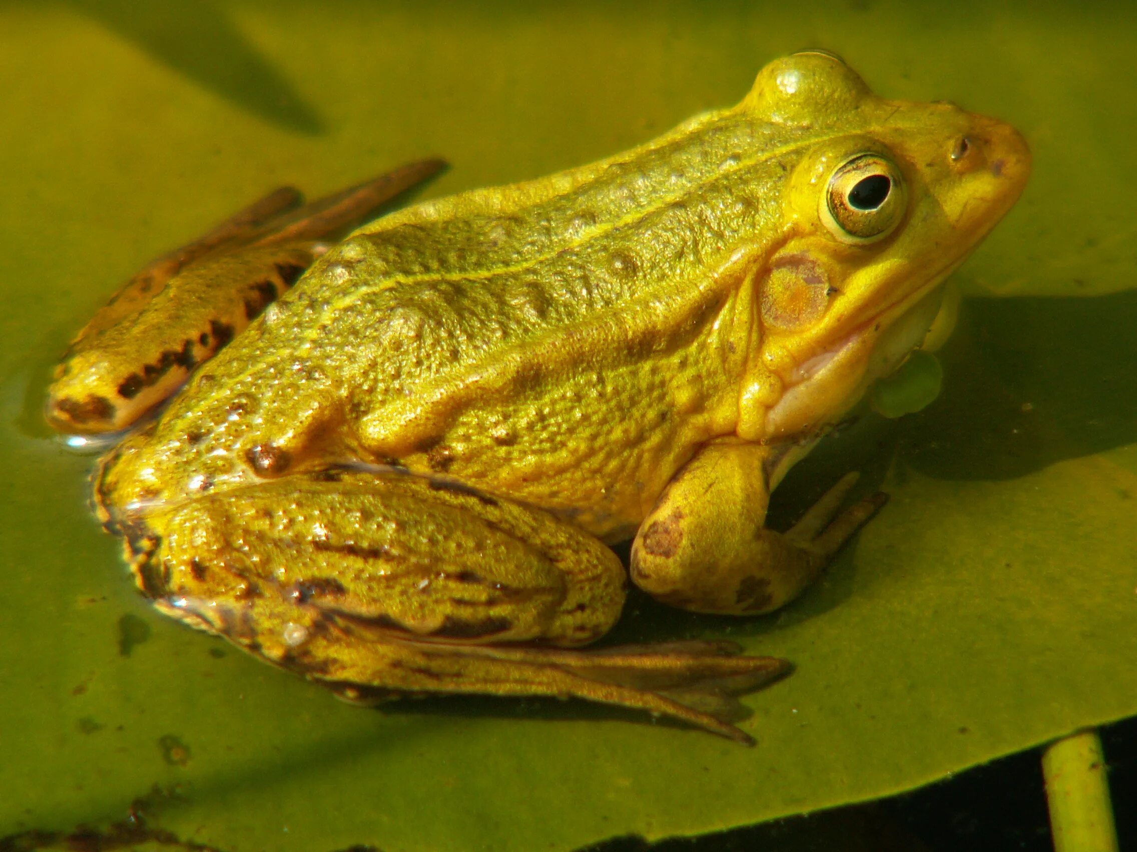 описание прудовой лягушки. характеристика прудовой лягушки. характеристика прудовой лягушки. озерная лягушка среда обитания. проект про лягушку.