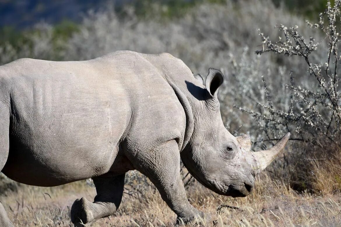 Destroy wildlife. Носороги на грани исчезновения. На грани вымирания животные белых носорогах.