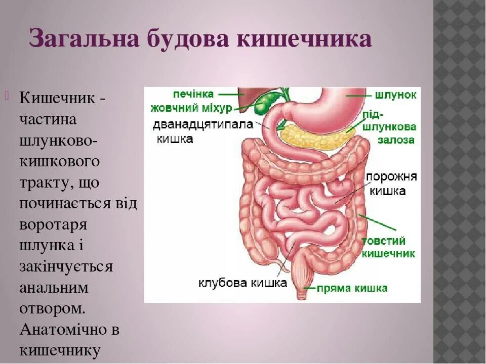 Строение кишечника картинки. Строение кишечника человека. Кишечник человека схема. Строение кишечника у женщин. Кишечник человека строение и функции.