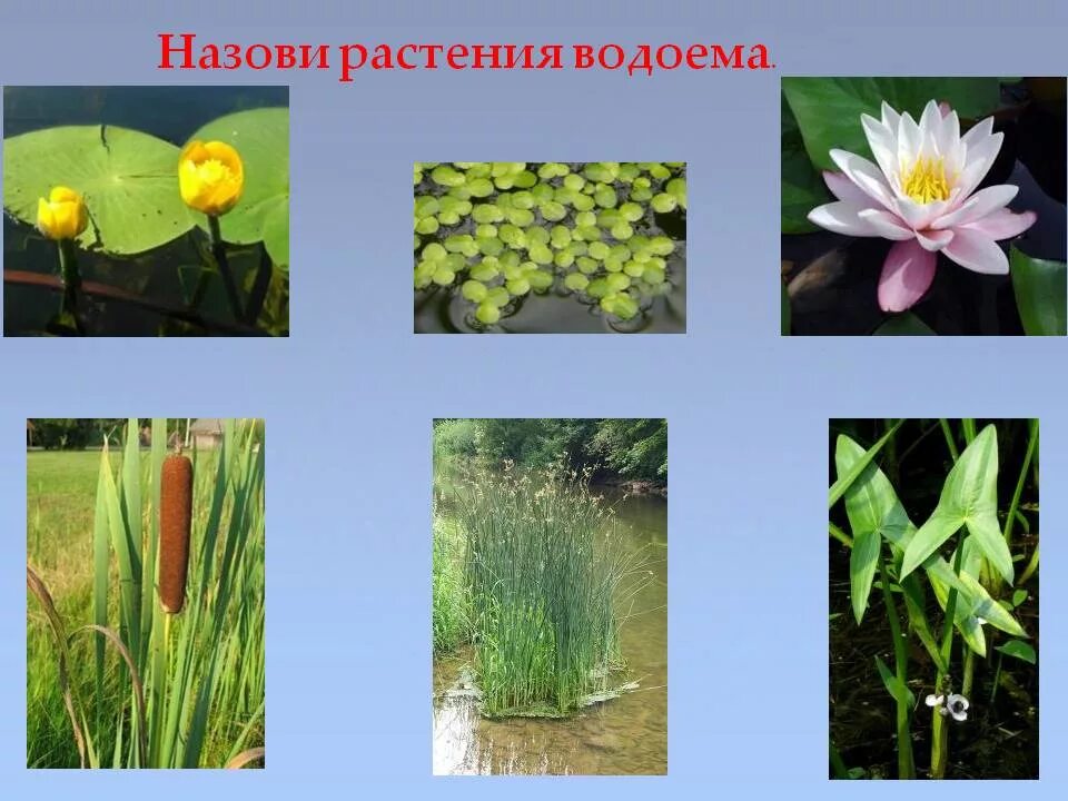 Укажите растения водоемов. Растения водоёмов названия. Растения пресных вод. Растения обитающие в водоемах. Растения растущие в пресной воде.