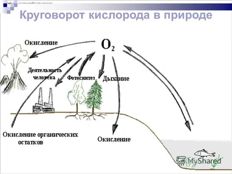 Кислород в природе