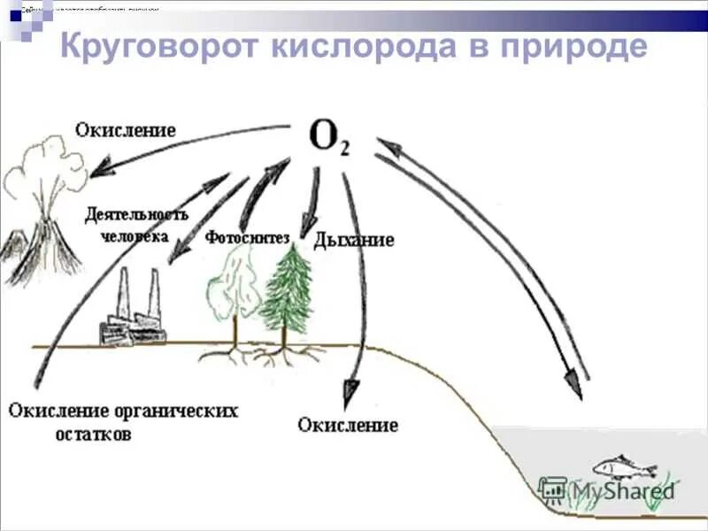 Воздушные круговороты. Круговорот кислорода (по е. а. Криксунову и др., 1995). Круговорот кислорода схема биология. Круговорот кислорода в природе химия 8. Круговорот кислорода в природе химия 8 класс.