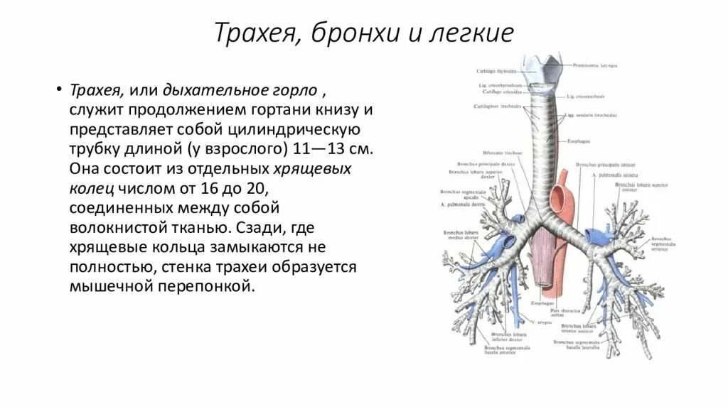 Каковы особенности строения трахеи. Трахея и бронхи вид спереди. гортань трахея бронхи строение. строение трахеи с бронхами. трахея бронхи легкие анатомия строение.
