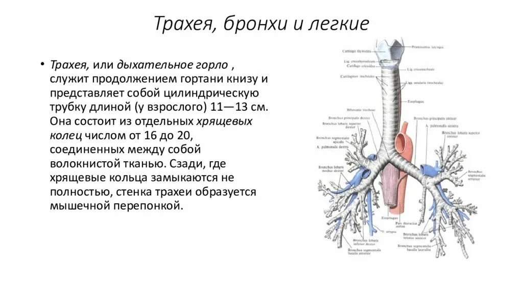 Трахея и бронхи вид спереди. Гортань трахея бронхи строение. Строение трахеи с бронхами. Трахея бронхи легкие анатомия строение. Длина трахеи