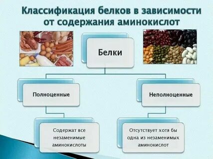 Растительным белком является