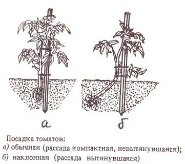 Правильная пересадка помидор
