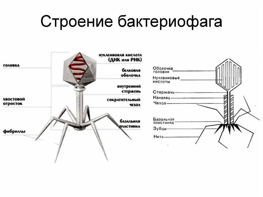 Из чего состоит бактериофаг. Строение вируса бактериофага. строение бактериофага микробиология. бактериофаги структура строение. строение бактериофага кишечной палочки.