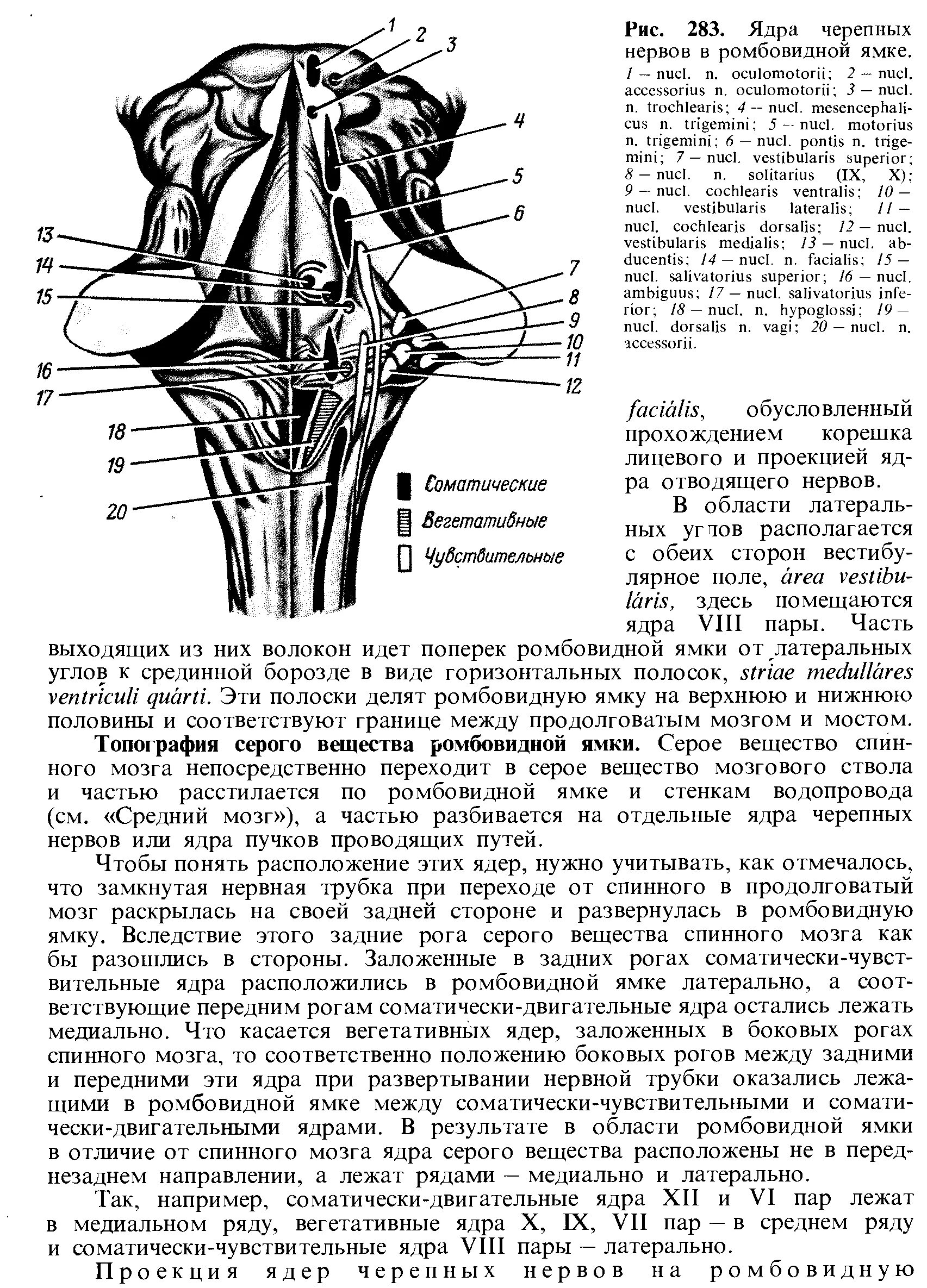 Черепные нервы схема. Проекция ядер черепных нервов. Ядра черепных:нервов 4 желудочек. Проекция ядер на ромбовидную ямку. Ромбовидная ямка ядра черепных нервов.