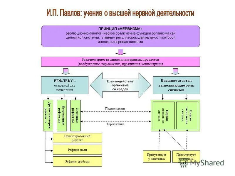 Рефлекс цели. Принцип согласования движения с чувствованием.