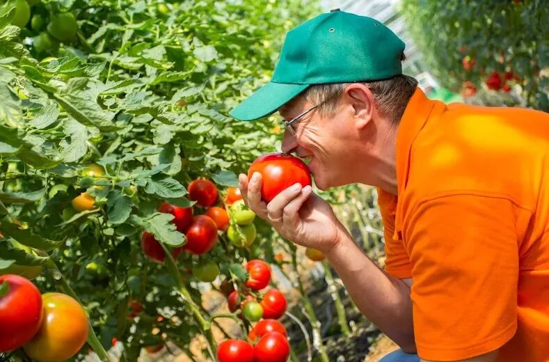 Нцз им п. Почетный садовод. Агроном селекционер. Агроном. Агроном селекционер.
