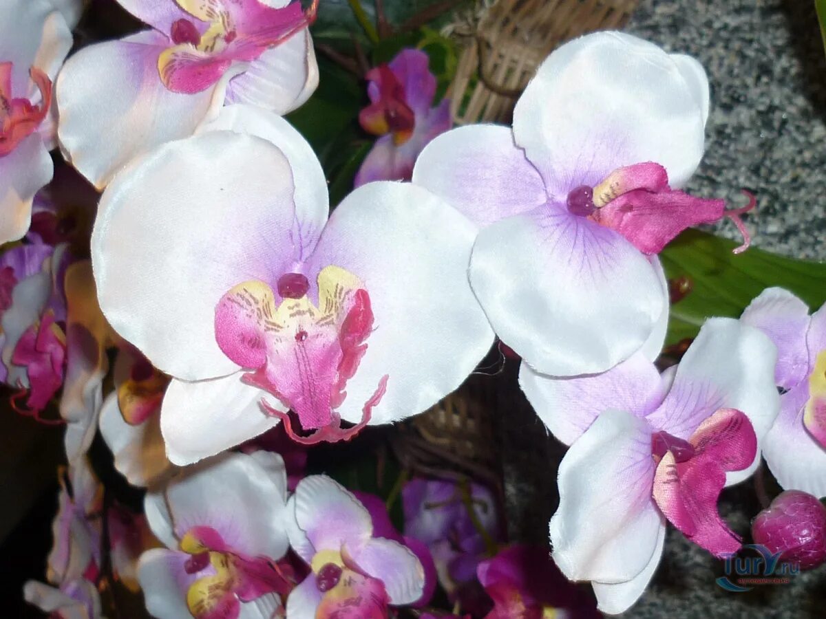 Отдушка орхидея и манго. Орхидея манго. Орхидея манго фаленопсис. Орхидея манго (райский сад). Фаленопсис тунис.