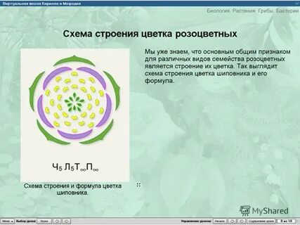 Шиповник формула цветка