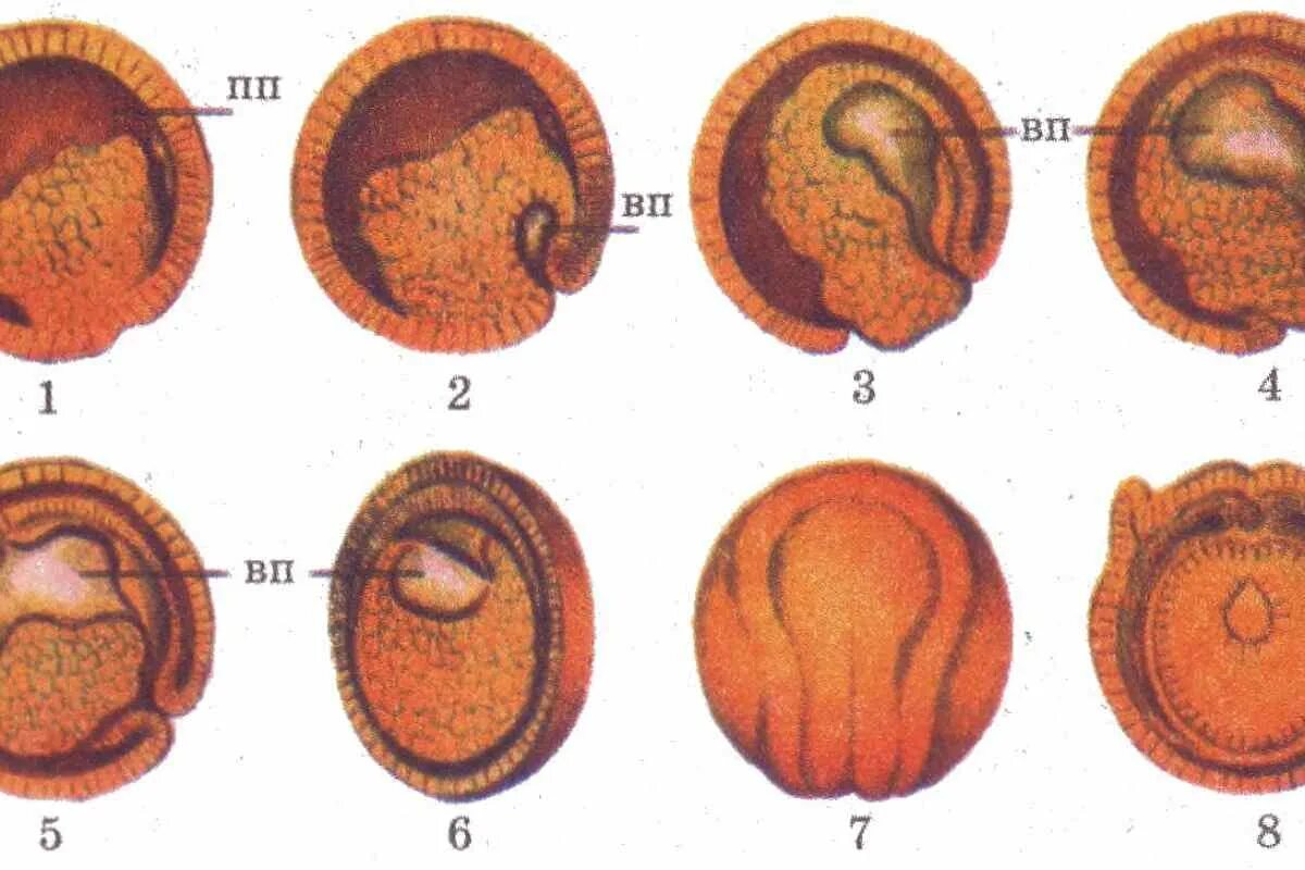 Эмбриология стадии развития эмбриона. Онтогенез органогенез. Эмбриональные этапы Эволюция. Стадии эмбрионального развития лягушки. Первая стадия зародышевого развития в результате которой