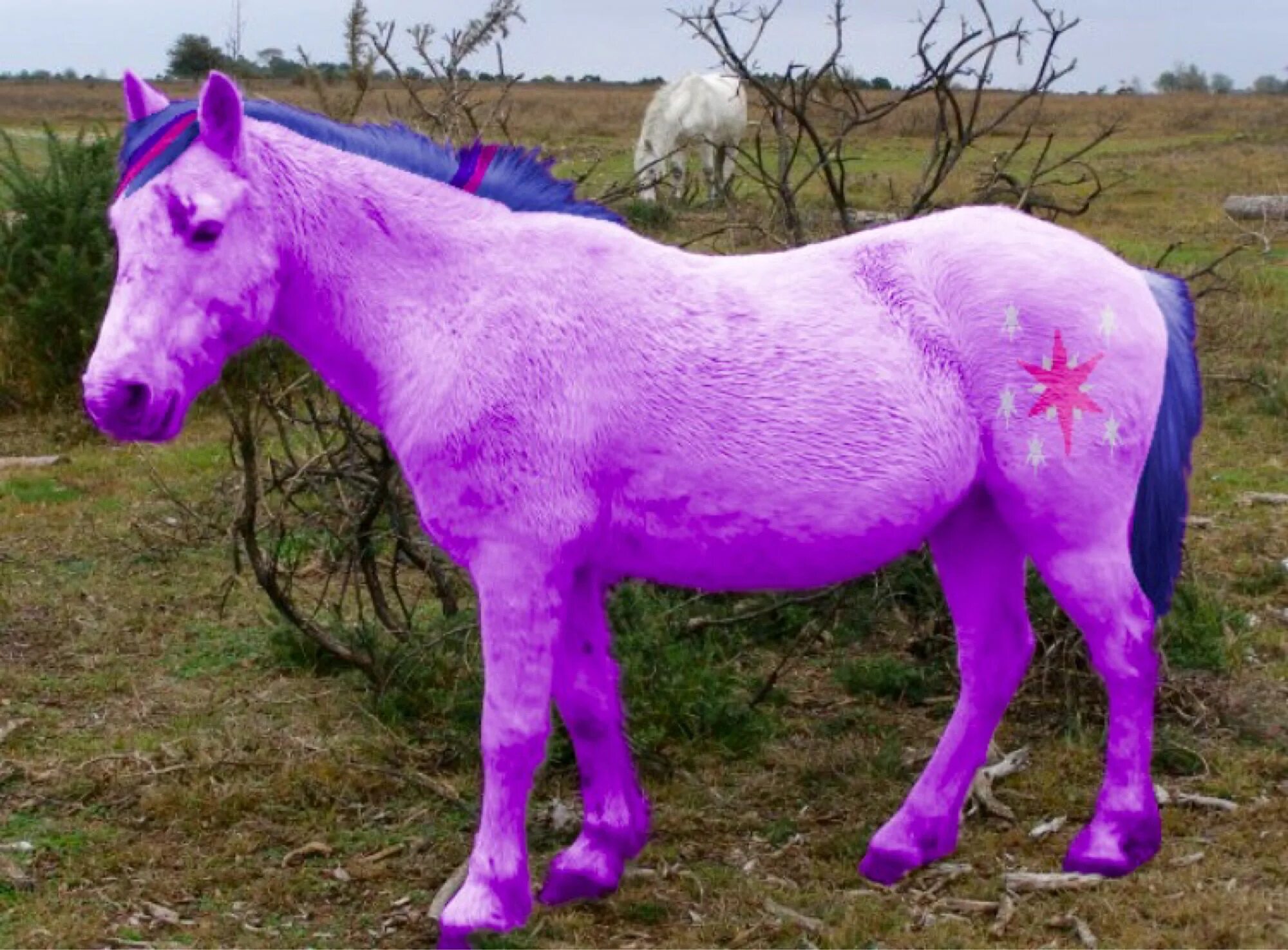 Разноцветные лошади. Лошадка розовый. Единорог настоящий. Фиолетовая лошадь.