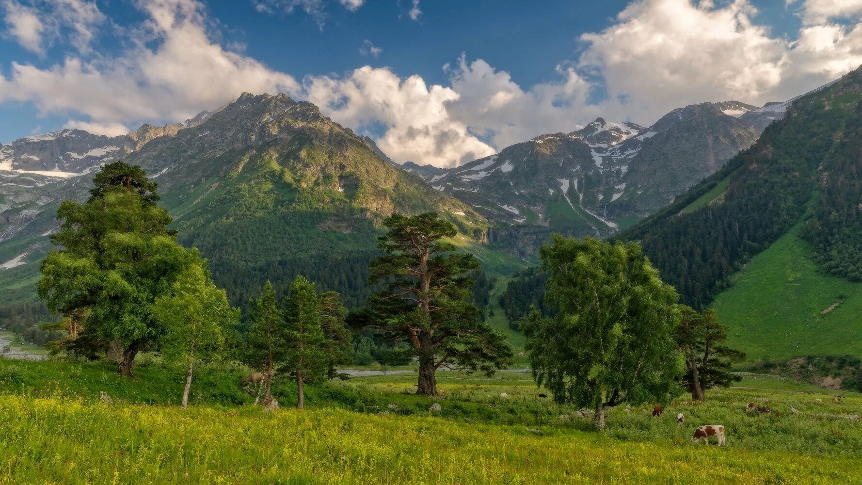 Лесные северного кавказа. Тебердинский заповедник Альпийские Луга. Горы Кавказа Архыз. Архыз Грузия. Кавказ Архыз.