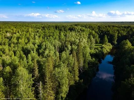 Примеры лесных массивов