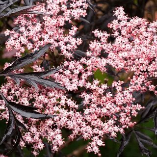 Elder plant