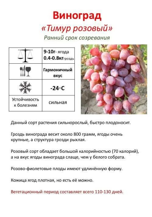 Какого витамина больше всего в винограде. Калорийность сортов винограда. Виноград темный калорийность. Красный виноград ккал. Количество калорий в винограде.