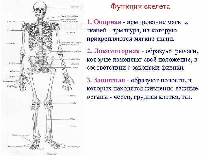 Механической функции скелета человека. 1. Функции скелета опорная и. Функции скелета человека анатомия. Опорная функция человека кости. Функции скелета опора.