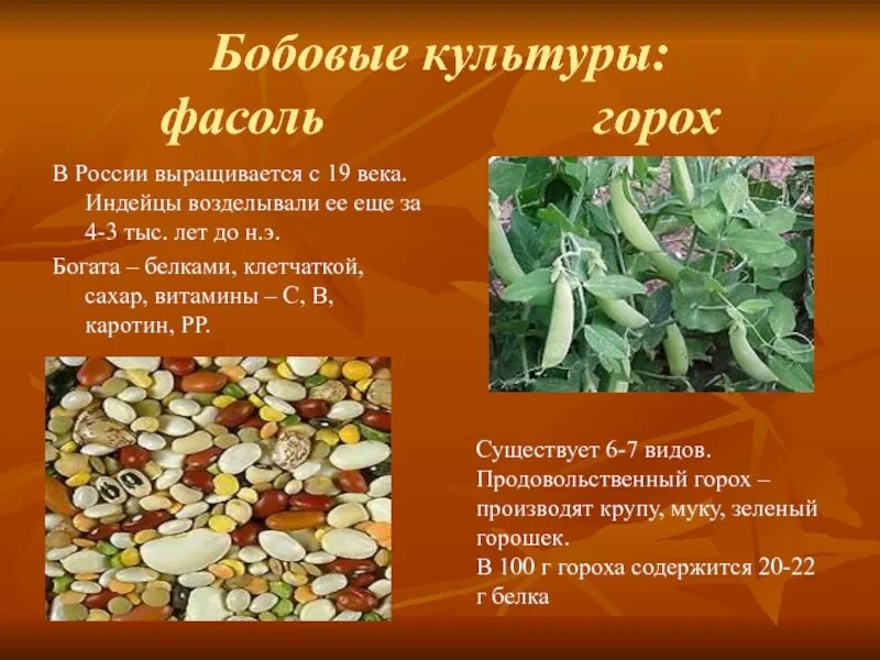 Тип питания фасоли