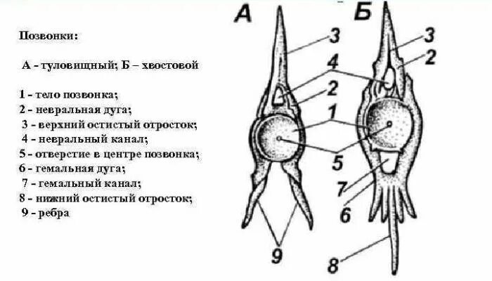 Туловищный и хвостовой позвонки. Туловищный позвонок рыбы. строение позвонка рыбы. туловищный позвонок рыбы рисунок. туловищные и хвостовые позвонки рыб.