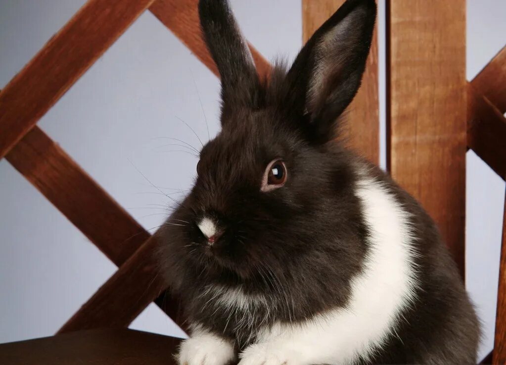 Черный кролик на английском. Новозеландский кролик черный. Черный кролик. Черный кролик обои. Заставка на рабочий стол кролик.