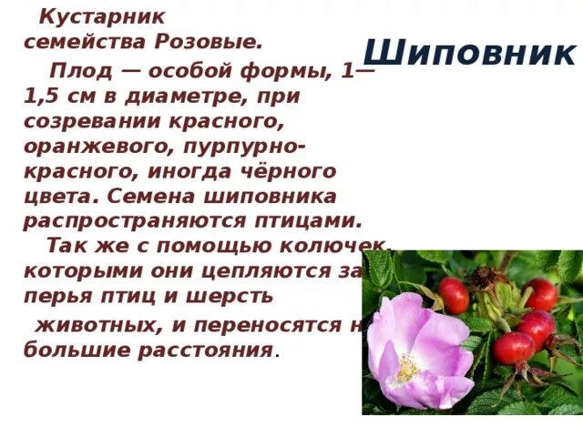 Какое расположение у шиповника Венчик цветка состоит из лепестков: найдено 86 изображений