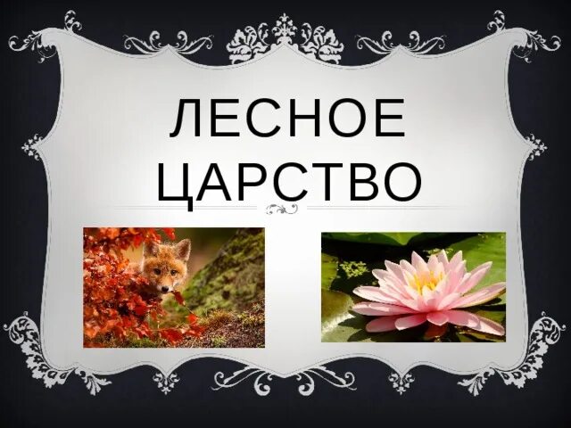 Лесное царство. ООО «Лесное царство». Лесное царство топ. Лесное царство Цветаева асе.