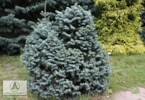 Abies concolor fagerhult