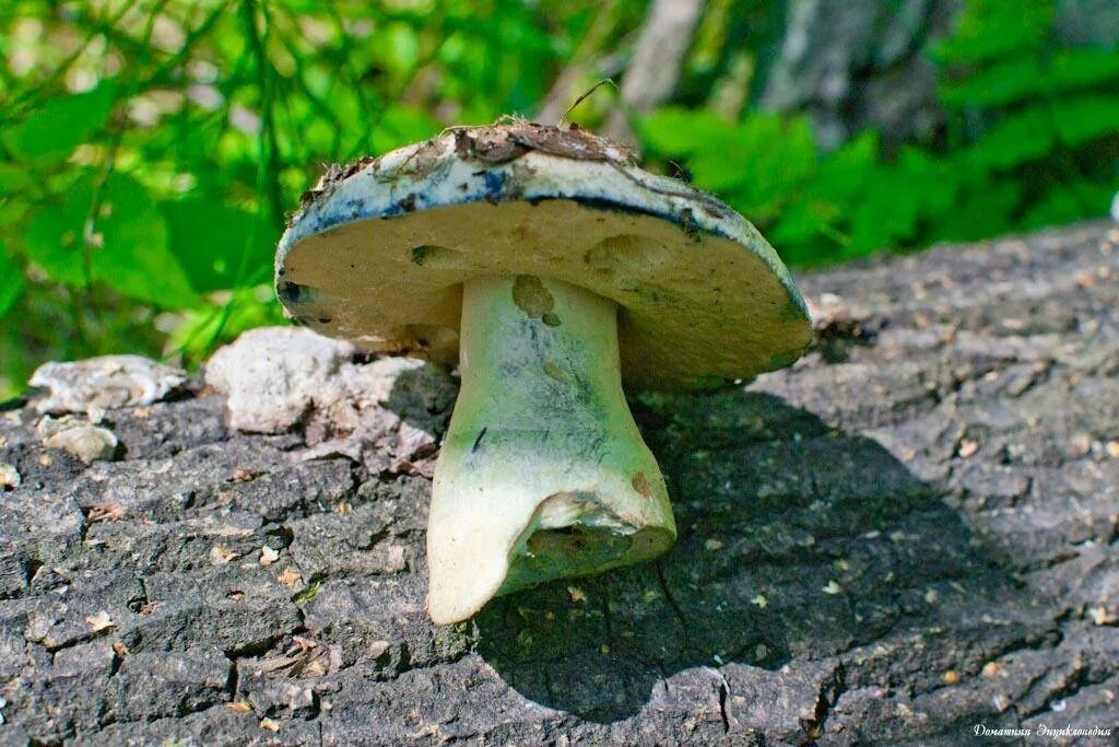 Gyroporus cyanescens (Bolet indigotier) - Photo GP Champignon