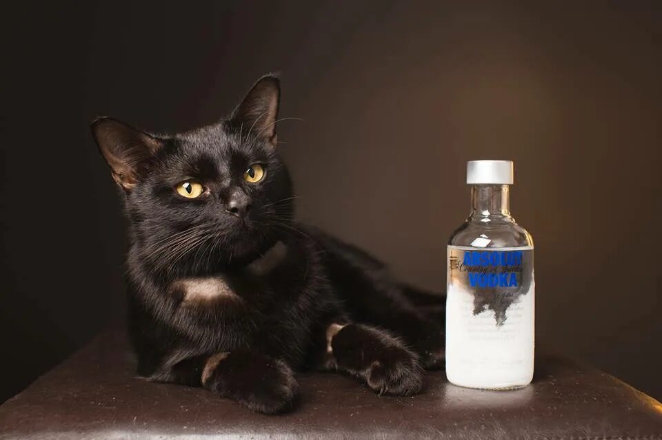 Лечение черными кошками. Мужик и черный кот. Бомбейская кошка. Лечение черными кошками. Лечение черными кошками.
