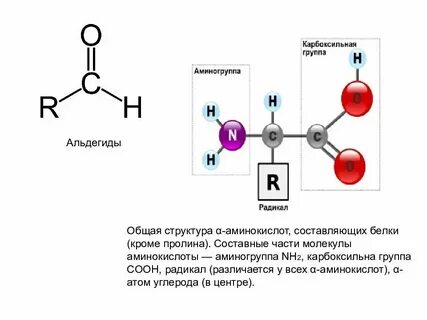 Аминогруппа и карбоксильная группа входит в состав